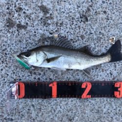 またセイゴです