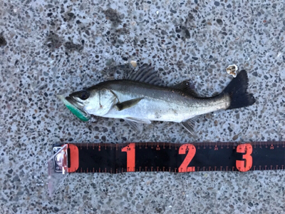 またセイゴです