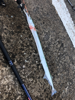 青物の情報があったので……