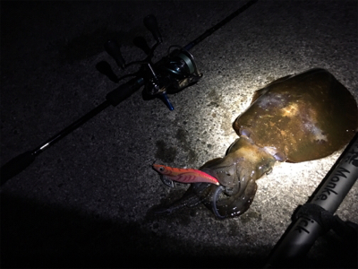 アオリを追い求め