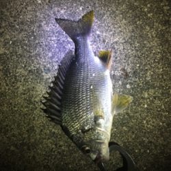 癒しのチニング