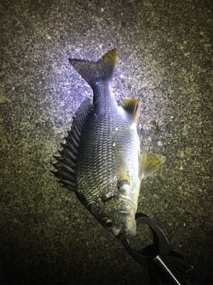 癒しのチニング