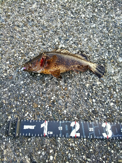 太いフロロは動きが悪い