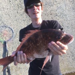 シーバス狙いでマダイが釣れた