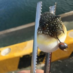 石ゴカイでちょんちょん