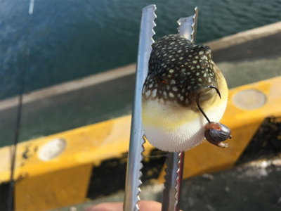 石ゴカイでちょんちょん