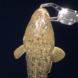 ナイトフラット