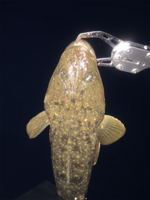 ナイトフラット