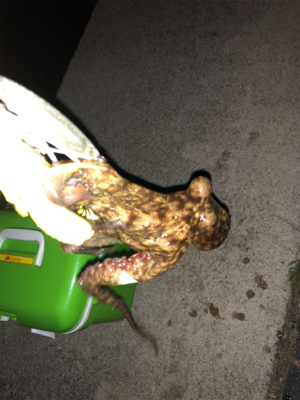 オクトパッシング