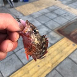 エサ釣り強し