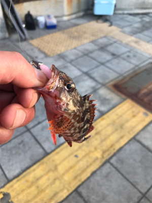 エサ釣り強し
