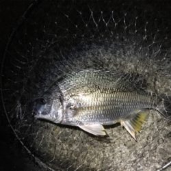 ボウズかと思った