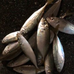 豆アジング開幕