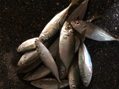 豆アジング開幕