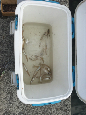 キスが釣れ始め