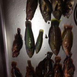 豆アジと根魚開幕！