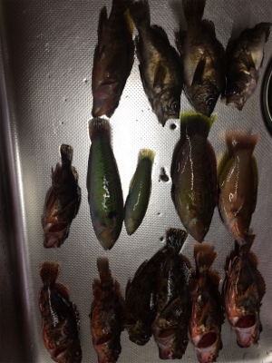 豆アジと根魚開幕！