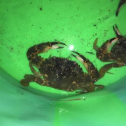 深夜のカニ釣り