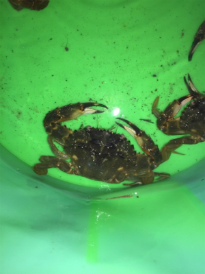 深夜のカニ釣り