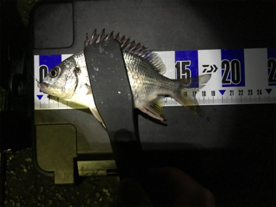 港湾ライトゲーム