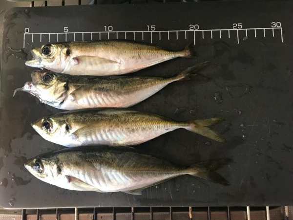 台風前にアジング