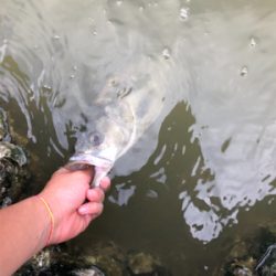 twitchbaitで来た！