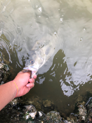 twitchbaitで来た！