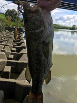 ドーン初フィッシュ！！