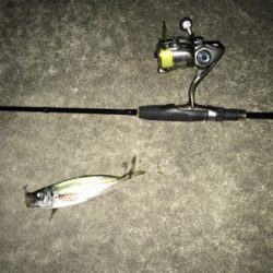 たまらずアジング