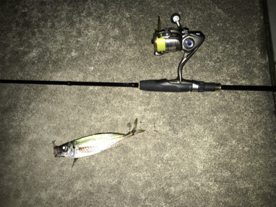 たまらずアジング