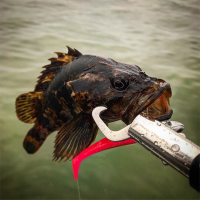 期待と裏腹に根魚のみ