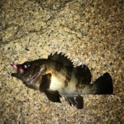 思ってたより濁ってない?