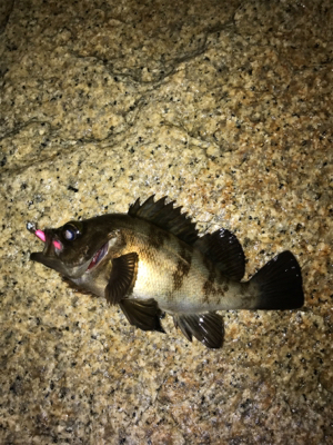 思ってたより濁ってない?