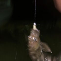 親父たちの釣行 台4弾