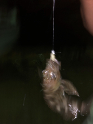 親父たちの釣行 台4弾