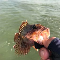 ライトロックフィッシュ(笑)