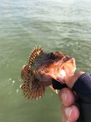 ライトロックフィッシュ(笑)