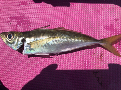 シマアジ狙い