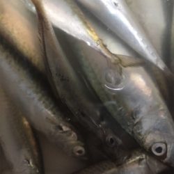 3時ごろから1時間程でサバ、小アジ数匹