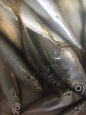 3時ごろから1時間程でサバ、小アジ数匹