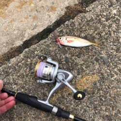 1週間ぶりのアジング