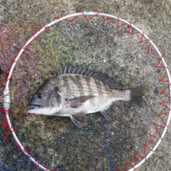 豪雨の後なので濁りがすごい‼️