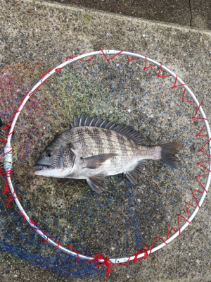 豪雨の後なので濁りがすごい‼…