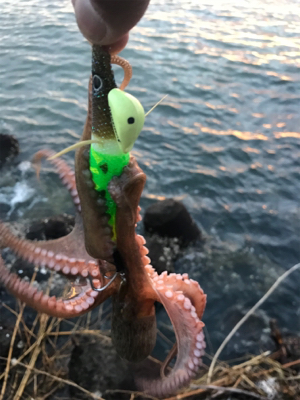 これからタコ釣りに専念！