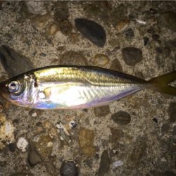 やっと鯵きた〜！