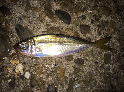 やっと鯵きた〜！
