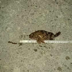 でっかいのんかかって来いや‼️