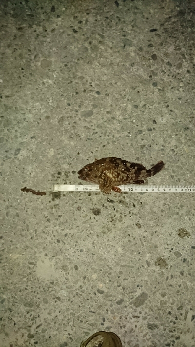 でっかいのんかかって来いや‼️