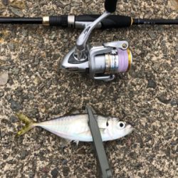 アジング再挑戦