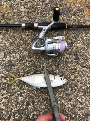 アジング再挑戦